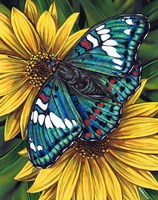 Gaudy Baron Butterfly Fine Art Print