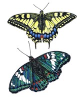 Yellow Swallow Tail and Gaudy Baron Butterflies by Marilyn Barkhouse - various sizes