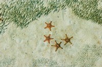 Four Knobby Sea Stars and Small Fish, Kapalai, Malaysia Fine Art Print
