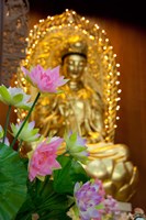 Pink lotus flowers in front of gold statue, Kek Lok Si Temple, Island of Penang, Malaysia Fine Art Print