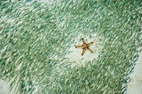 Marine Life, Knobly Sea Star andFish, Sipadan, Malaysia Fine Art Print