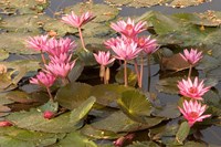 Pink Lotus Flower in the Morning Light, Thailand Fine Art Print
