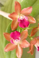 Orchid Blooms in the Spring, Thailand Fine Art Print