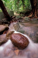 Rainforest Stream, Bako National Park, Borneo, Malaysia by Art Wolfe - various sizes
