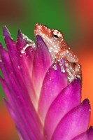 Borneo Close-up of Cinnamon Tree Frog Fine Art Print