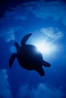 Sea Turtle Underwater, Sipadan Island South Point, Malaysia Fine Art Print