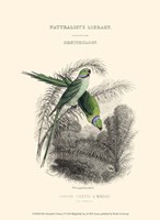 The Naturalist's Library I Fine Art Print