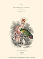 The Naturalist's Library II Fine Art Print