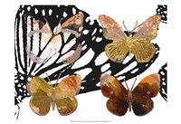 Layered Butterflies III Fine Art Print