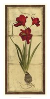 Amaryllis Panel II Fine Art Print
