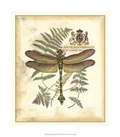 Regal Dragonfly III Fine Art Print