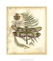 Regal Dragonfly IV Fine Art Print