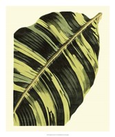 Grandiose Leaves II Fine Art Print