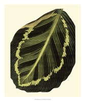 Grandiose Leaves IV Fine Art Print