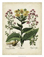 Besler Florilegium I Fine Art Print