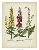 Besler Florilegium III Fine Art Print