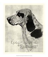 B&W E'pagneul de Bretagne Fine Art Print