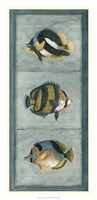Tropical Fish Trio II Fine Art Print