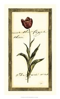 Jen's Tulip I Framed Print