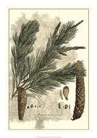 Antique Weymouth Pine Tree Fine Art Print