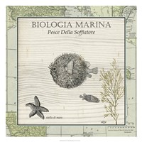 Biologia Marina II Fine Art Print
