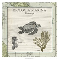 Biologia Marina IV Fine Art Print