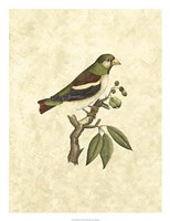 Selby Birds V Fine Art Print