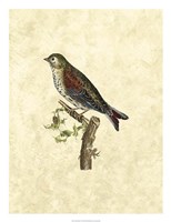 Selby Birds VI Fine Art Print