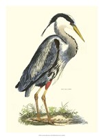 Great Blue Heron by John Selby - 18" x 24"