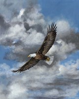 Soaring Fine Art Print