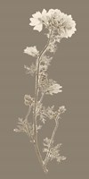 Taupe Nature Study I Fine Art Print