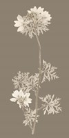 Taupe Nature Study II Fine Art Print