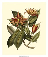 Magnificent Foliage I Fine Art Print