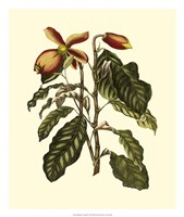 Magnificent Foliage II Fine Art Print