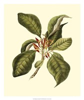 Magnificent Foliage III Fine Art Print