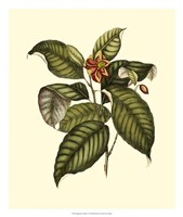 Magnificent Foliage IV Fine Art Print