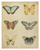 Butterfly Varietal I Framed Print