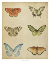 Butterfly Varietal II Fine Art Print