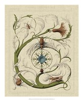 Decorative Flourish III Fine Art Print