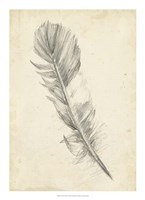 Feather Sketch I Fine Art Print