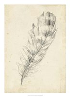 Feather Sketch II Fine Art Print