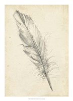 Feather Sketch III Fine Art Print
