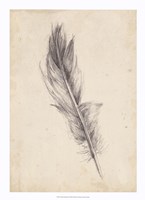 Feather Sketch IV Fine Art Print