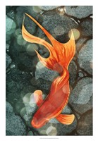 Fantail I Fine Art Print