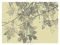Grey Leaves II Framed Print
