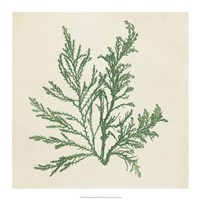 Chromatic Seaweed I by Vision Studio - 17" x 17"