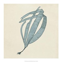 Chromatic Seaweed II Fine Art Print