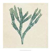 Chromatic Seaweed III Fine Art Print