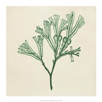 Chromatic Seaweed IV Fine Art Print