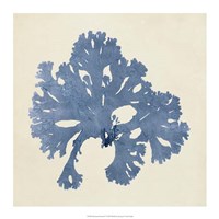 Chromatic Seaweed V Fine Art Print
